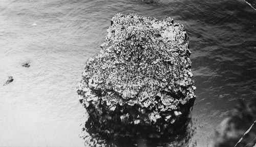 Photo of rocky island covered with birds.
