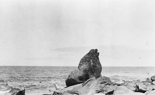 Photo of roaring sea lion bull.