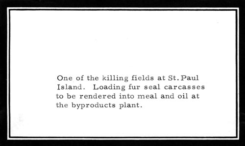 Photo of caption "One of the killing fields at St. Paul Island. Loading fur seal carcasses to be rendered into meal and oil at the byproducts plant."