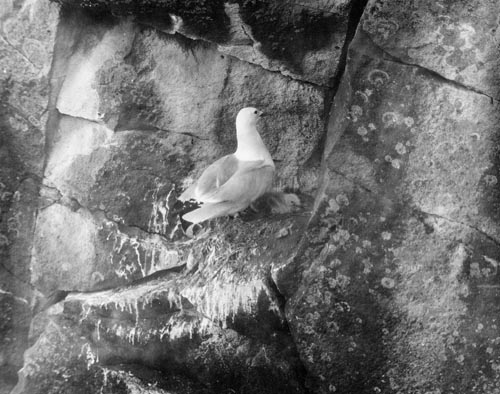 Photo of seabird on cliff with young.
