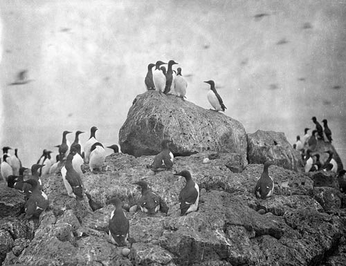 Photo of murres on rocks.