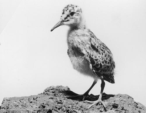Photo of young bird.