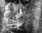 Thumbnail photo of seabird on cliff with young.