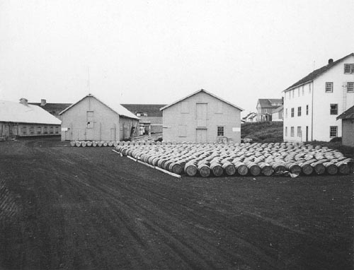 Photo of rows of barrels containing seal skins.