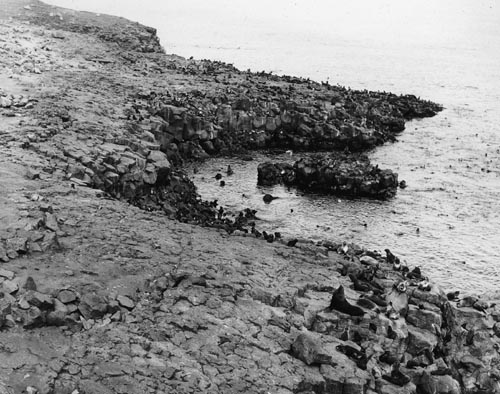 Photo of overlooking cliff edge at seals on Lukanin Rookery.