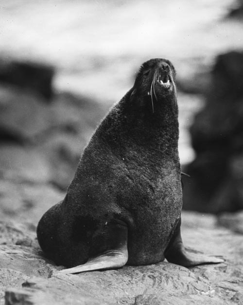 Photo of bull seal yelling.