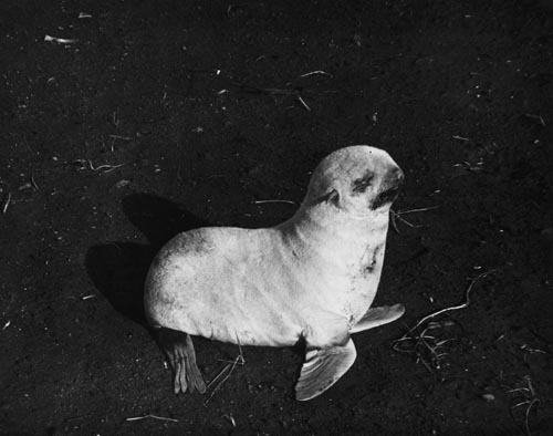 Photo of albino fur seal.