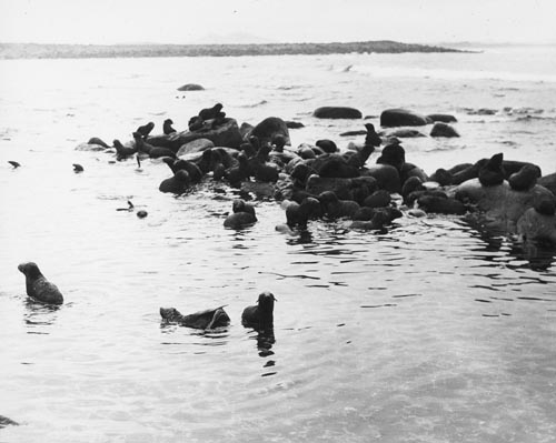 Photo of fur seal pups swimming.