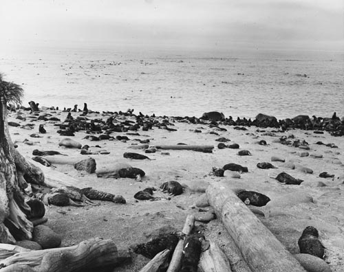 Photo of seals sprawled on beach.