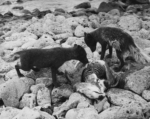 Photo of foxes eating a seal carcass.