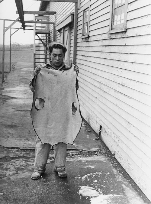 Photo of man holding up a finished fur seal pelt.