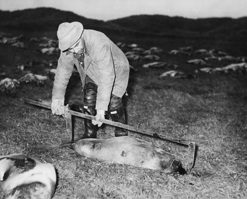 Photo of man measuring a fur seal.