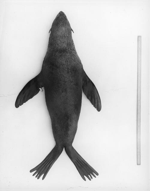 Photo of two year old seal killed in annual kill.