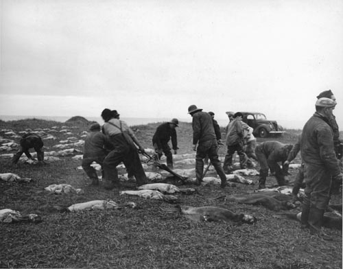 Photo of removing skin from seals.