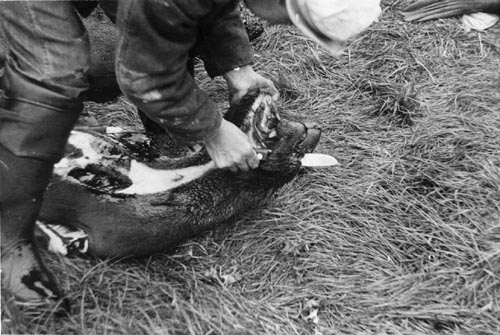 Photo of Paul Tetoff removing seal skin.