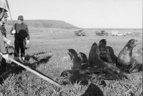 Photo of preparing to club fur seals at Zapadni killing field.