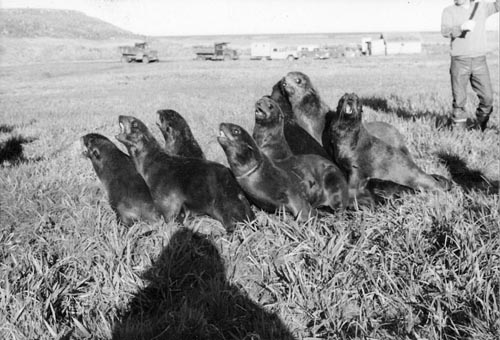 Photo of driving fur seals at Zapadni killing field.