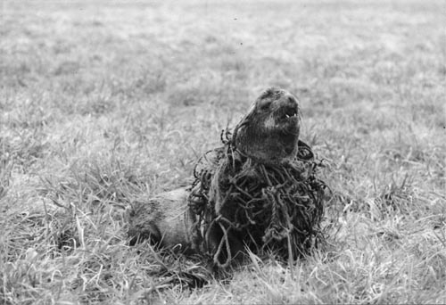 Photo of entangled northern fur seal.