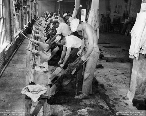 Photo of stretching seal skins.