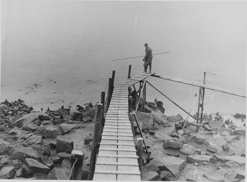 Photo of man on walkway counting fur seals.