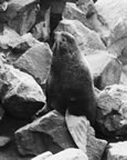 Thumbnail photo of bull seal on rookery.