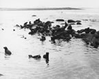 Thumbnail photo of fur seal pups swimming.