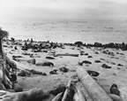 Thumbnail photo of seals sprawled on beach.