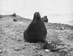 Thumbnail photo of northern fur seal bull.