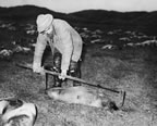 Thumbnail photo of man measuring a fur seal.