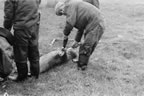 Thumbnail photo of Paul Tetoff preparing to remove fur seal skin.