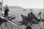 Thumbnail photo of preparing to club fur seals at Zapadni killing field.