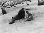 Thumbnail photo of northern fur seal bull, cow, and pup.