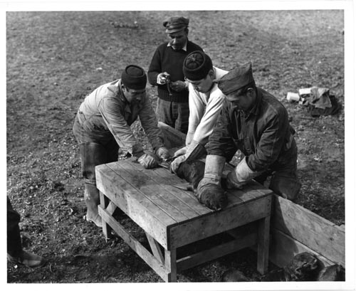 Photo of men holding a seal pup during tagging.