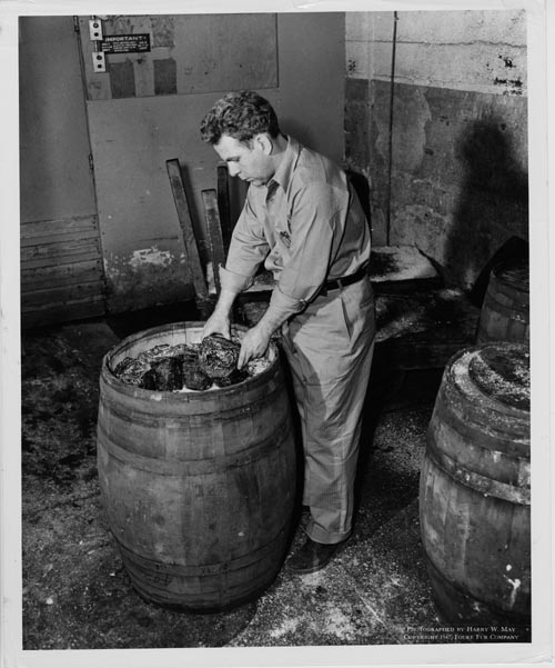 Photo of a man unpacking raw salted fur seal skins from a barrel.