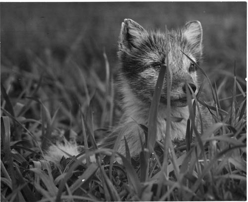 Photo of fox in grass.