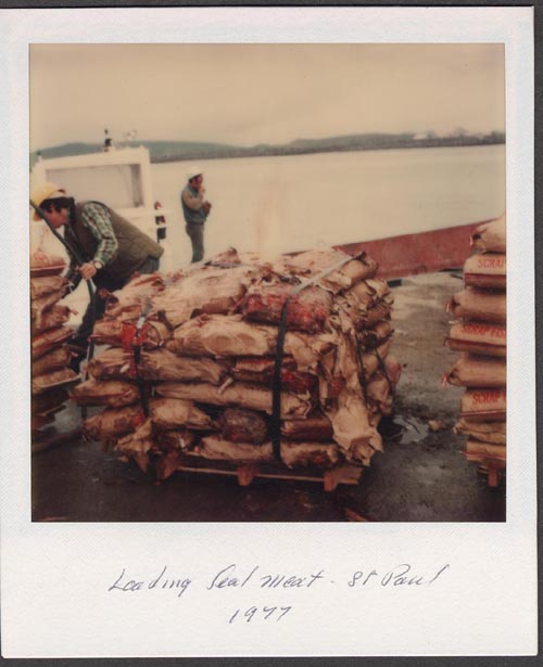 Photo of a bale of seal meat.