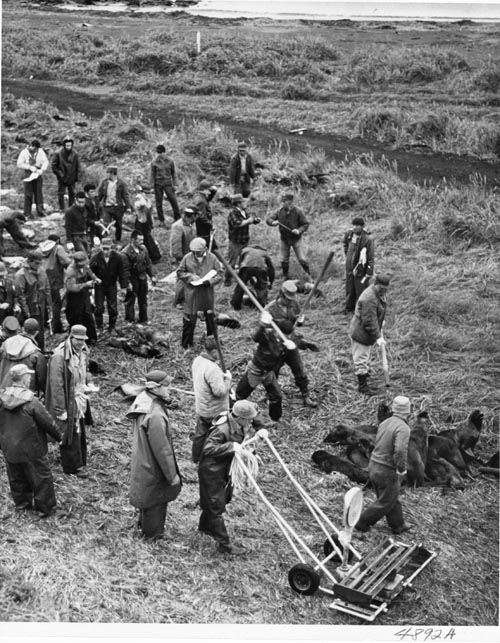 Photo of a large group of people with equipment and dead seals.