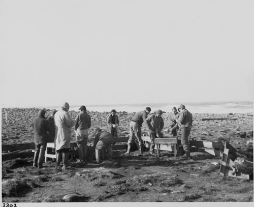 Photo of men on beach tagging seal pups.