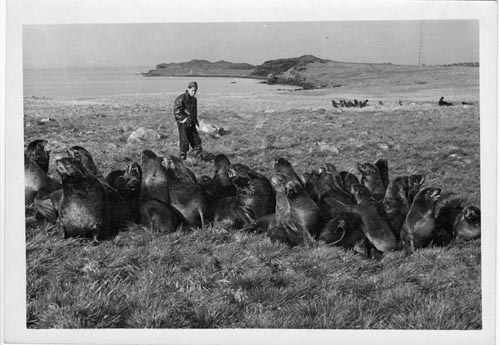 Photo of a group of seals and sealer at Lukanin Rookery.