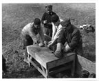 Thumbnail photo of men holding a seal pup during tagging.