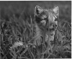 Thumbnail photo of fox in grass.