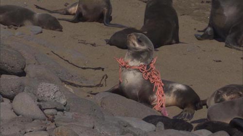 Photo of entangled northern fur seal pup.