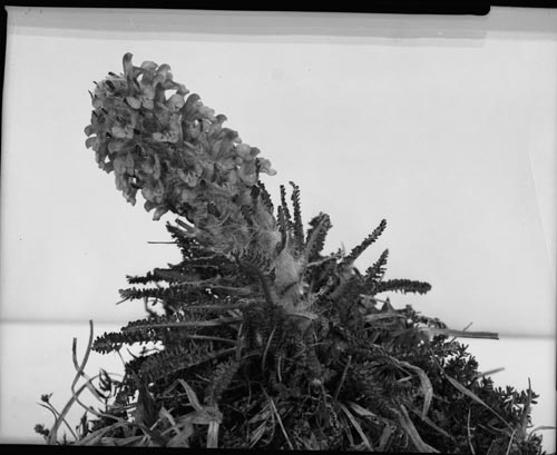 Photo of Pedicularis lanata plant.