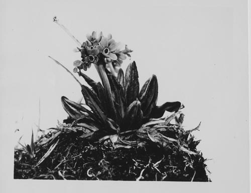 Photo of Primula flower.