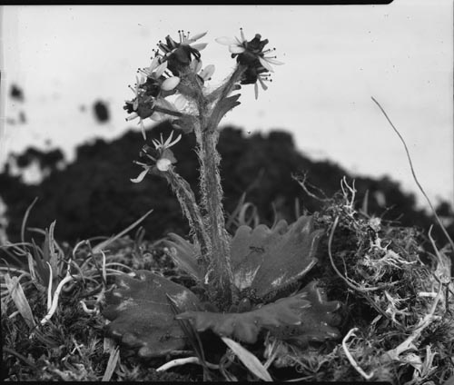Photo of Saxifraga flower.