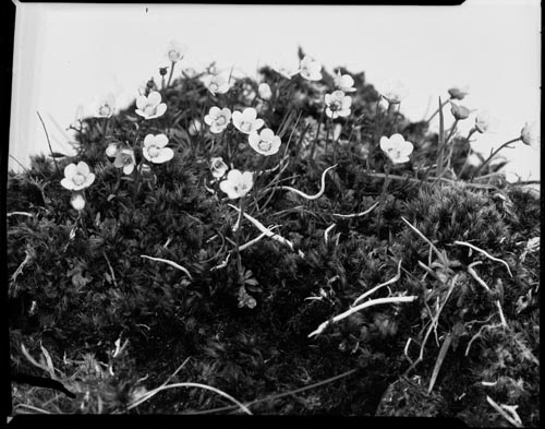 Photo of Saxifraga serpyllifolia flowers.