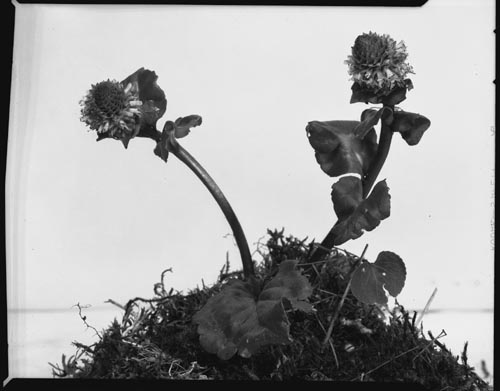 Photo of two Lagotis glauca baertn flowers.