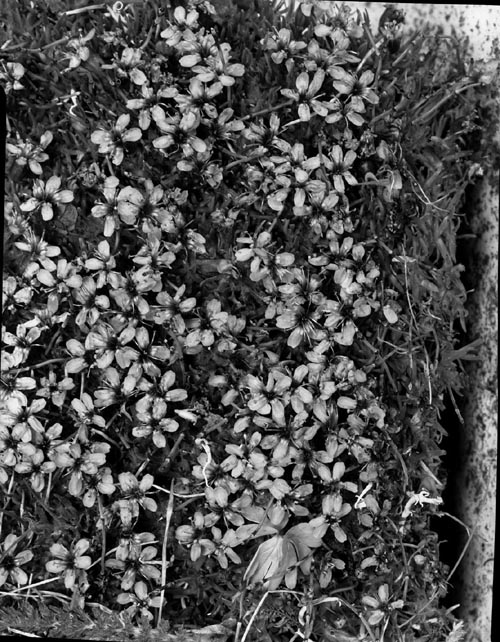 Photo of Silene acaulis L. flowers.