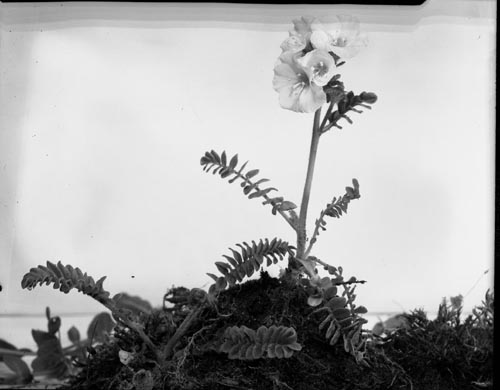 Photo of Polemonium acutiflorum flower.