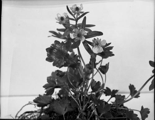 Photo of Ranunculus Eschsoltaii schlect. flowers.